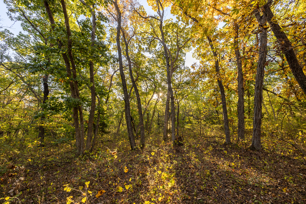 Stunning Hunting Acreage with Rustic Limestone Home