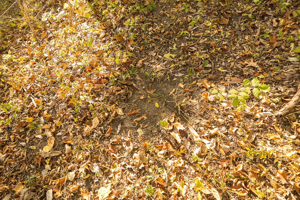 Stunning Hunting Acreage with Rustic Limestone Home