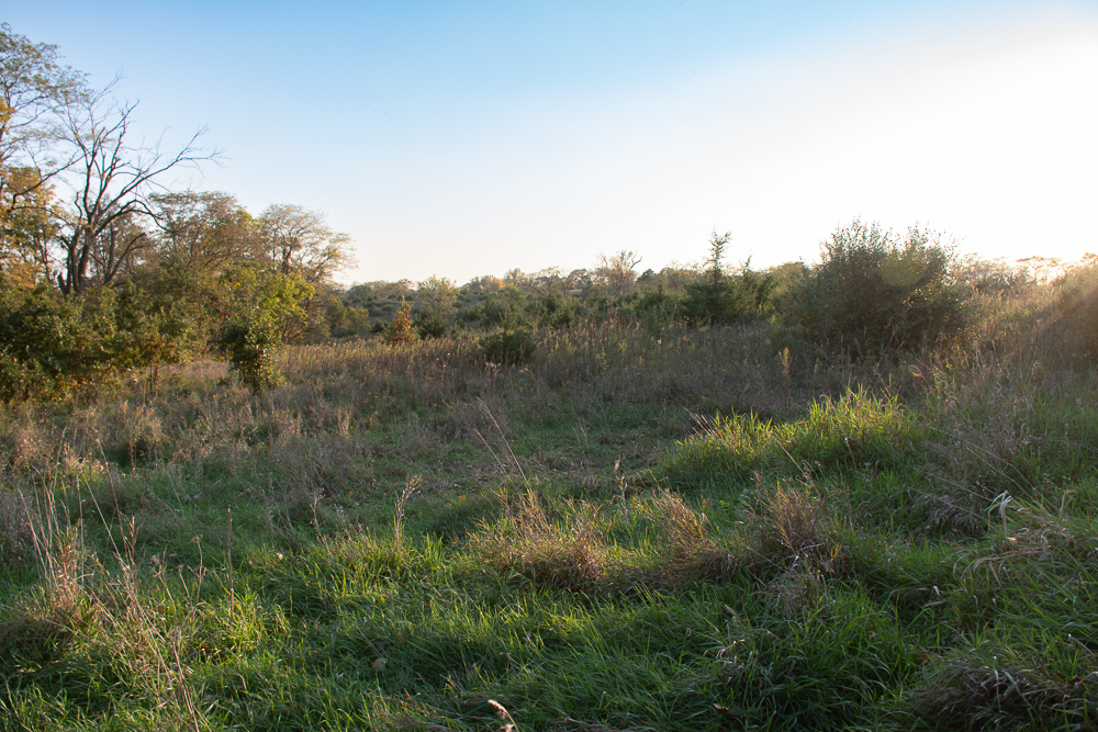 38.5 Acre Build, Farm, or Relax with the Wildlife