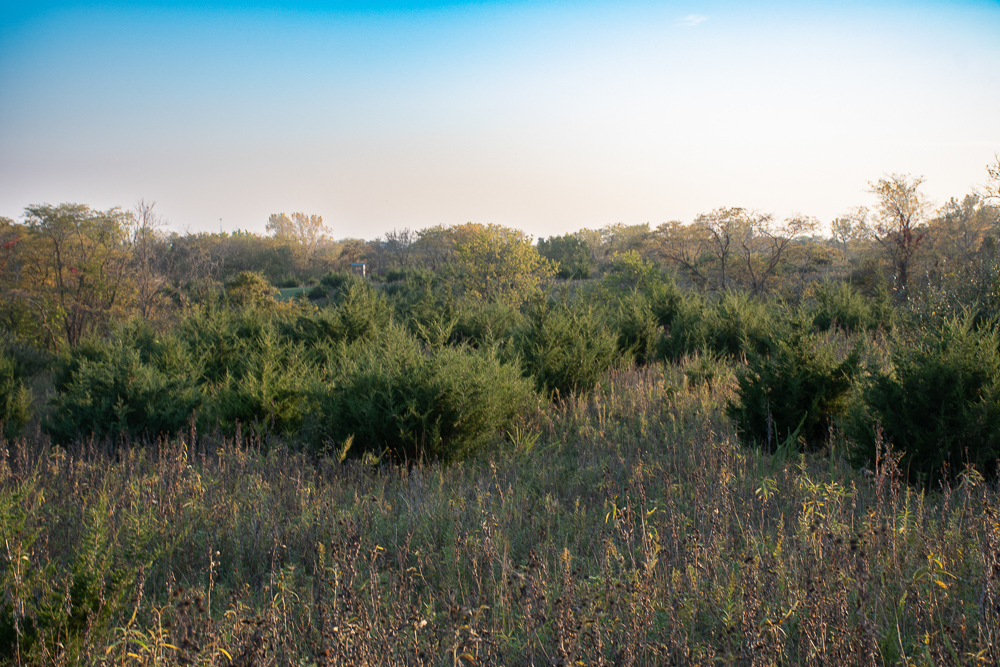 38.5 Acre Build, Farm, or Relax with the Wildlife