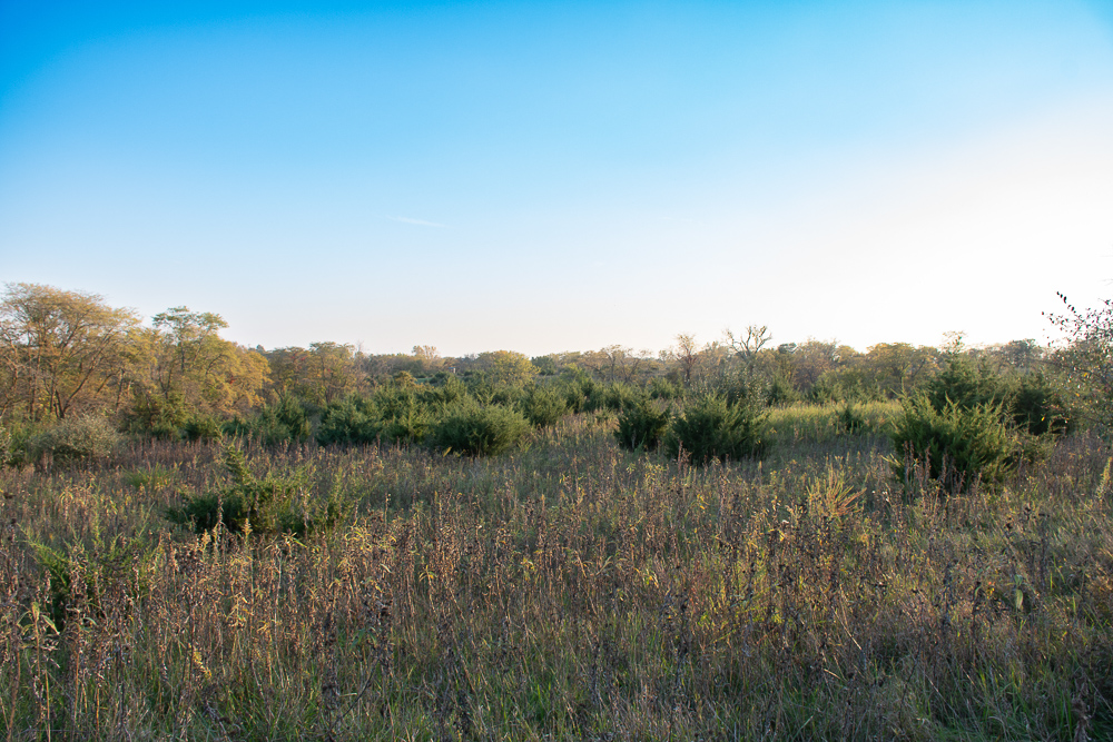 38.5 Acre Build, Farm, or Relax with the Wildlife