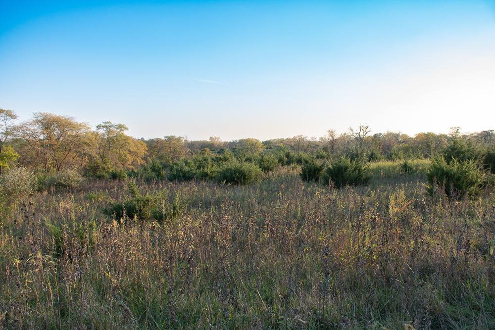 38.5 Acre Build, Farm, or Relax with the Wildlife