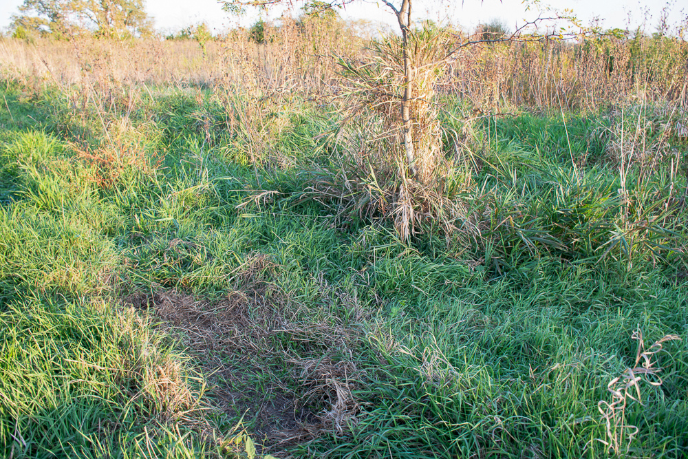 38.5 Acre Build, Farm, or Relax with the Wildlife