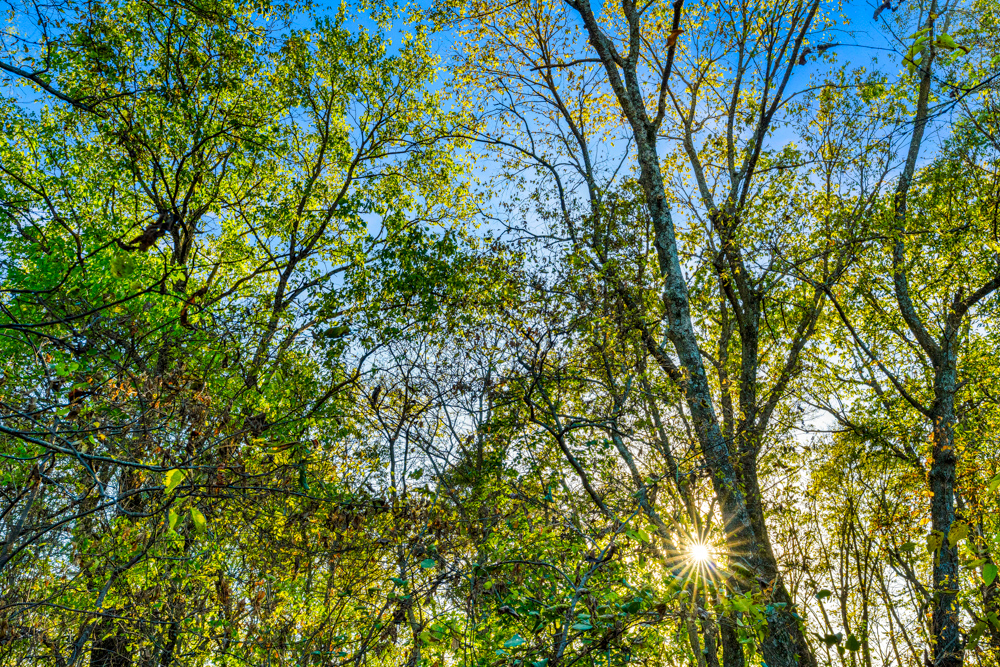 267 +/- Acre Upland Tillable Farm