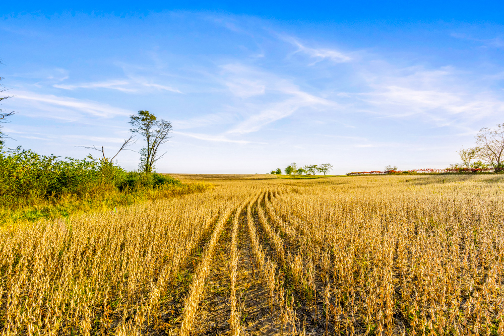 267 +/- Acre Upland Tillable Farm