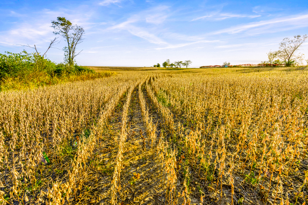 267 +/- Acre Upland Tillable Farm