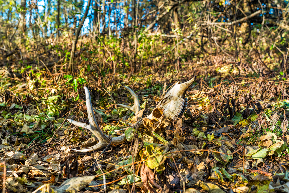 267 +/- Acre Upland Tillable Farm