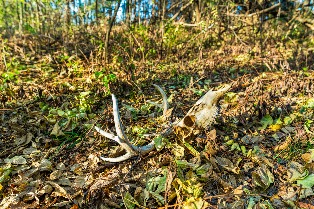 267 +/- Acre Upland Tillable Farm