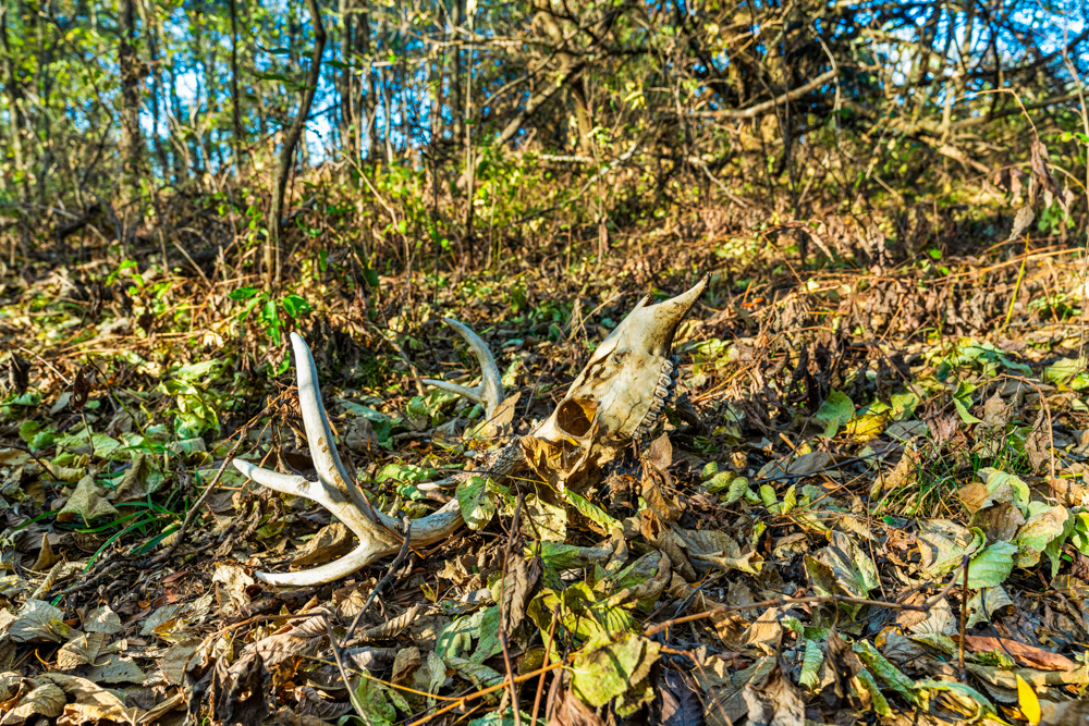 267 +/- Acre Upland Tillable Farm