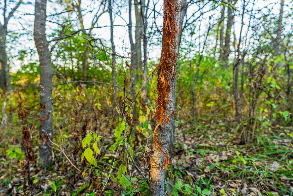 267 +/- Acre Upland Tillable Farm