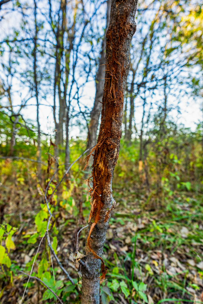 267 +/- Acre Upland Tillable Farm