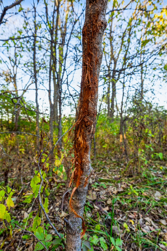 267 +/- Acre Upland Tillable Farm