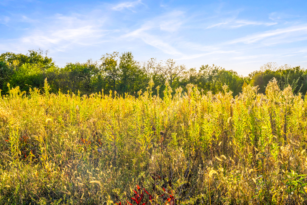 267 +/- Acre Upland Tillable Farm