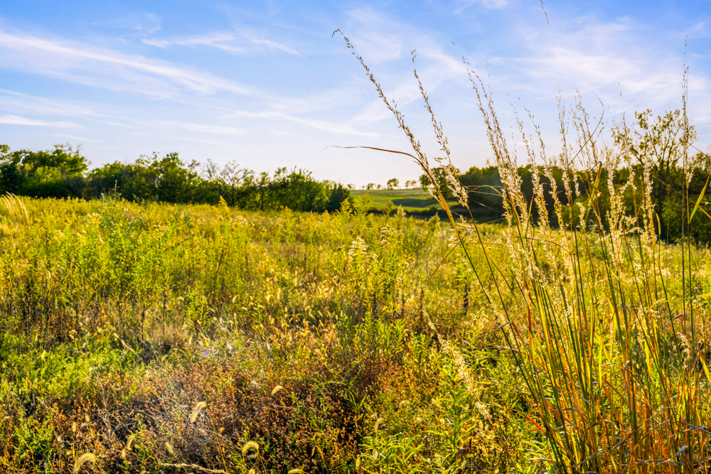 267 +/- Acre Upland Tillable Farm