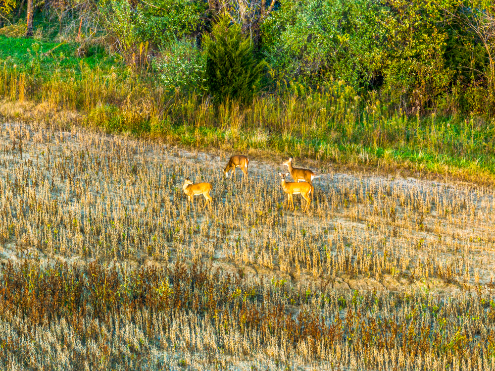 267 +/- Acre Upland Tillable Farm