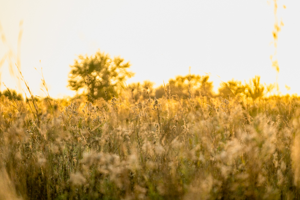 Multi-Use Land with Great Recreational Opportunities