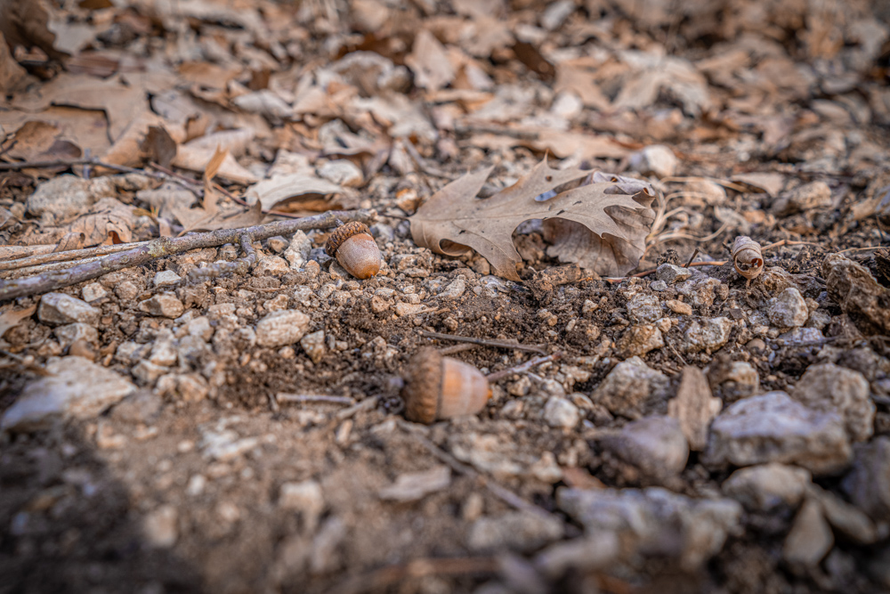 Big Bucks, Big Timber, and Big Income