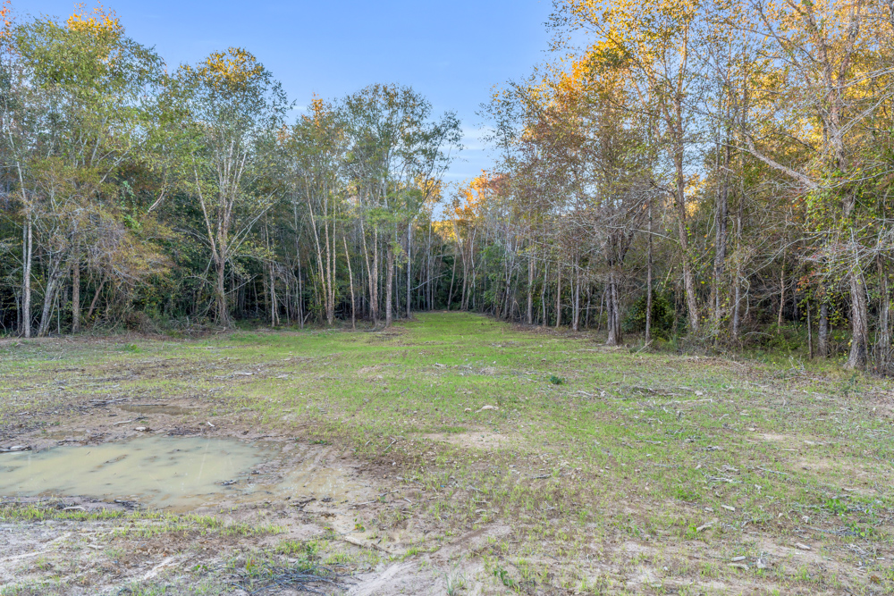 Multi-Use Land with Duck Pond, Year-Round Creek, and Prime Hunting Opportunities