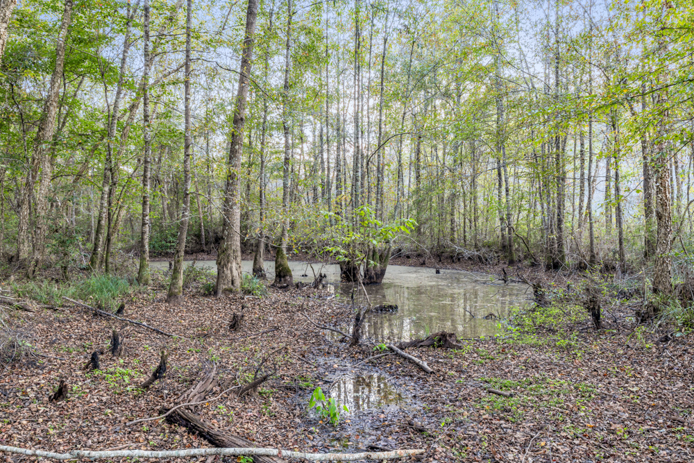 Multi-Use Land with Duck Pond, Year-Round Creek, and Prime Hunting Opportunities