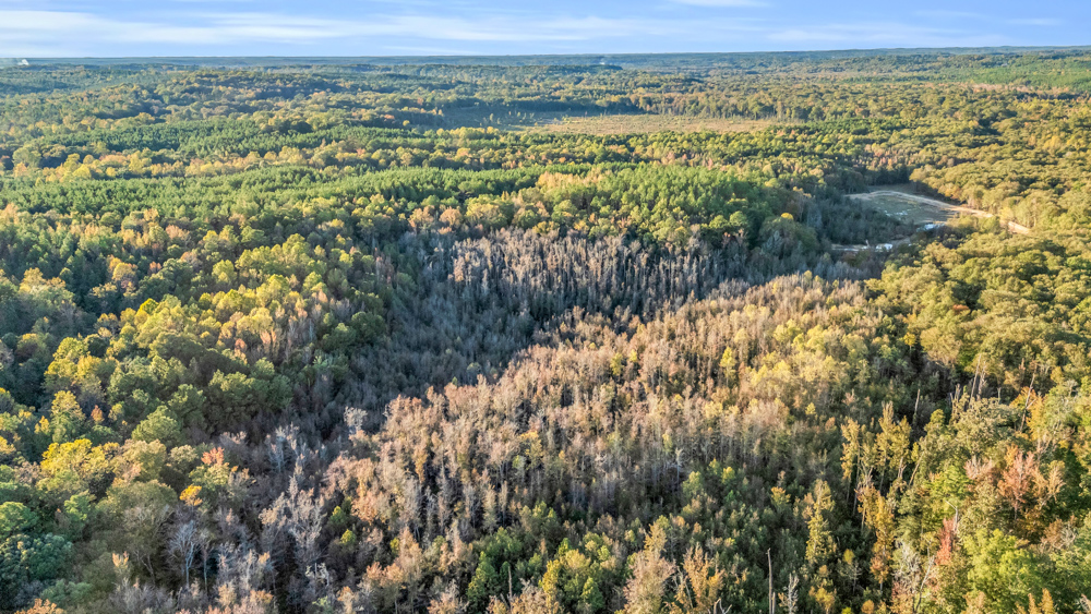 Multi-Use Land with Duck Pond, Year-Round Creek, and Prime Hunting Opportunities