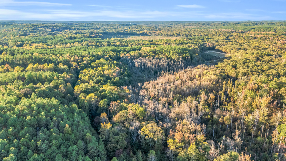 Multi-Use Land with Duck Pond, Year-Round Creek, and Prime Hunting Opportunities