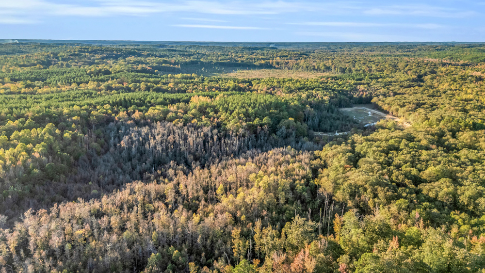 Multi-Use Land with Duck Pond, Year-Round Creek, and Prime Hunting Opportunities