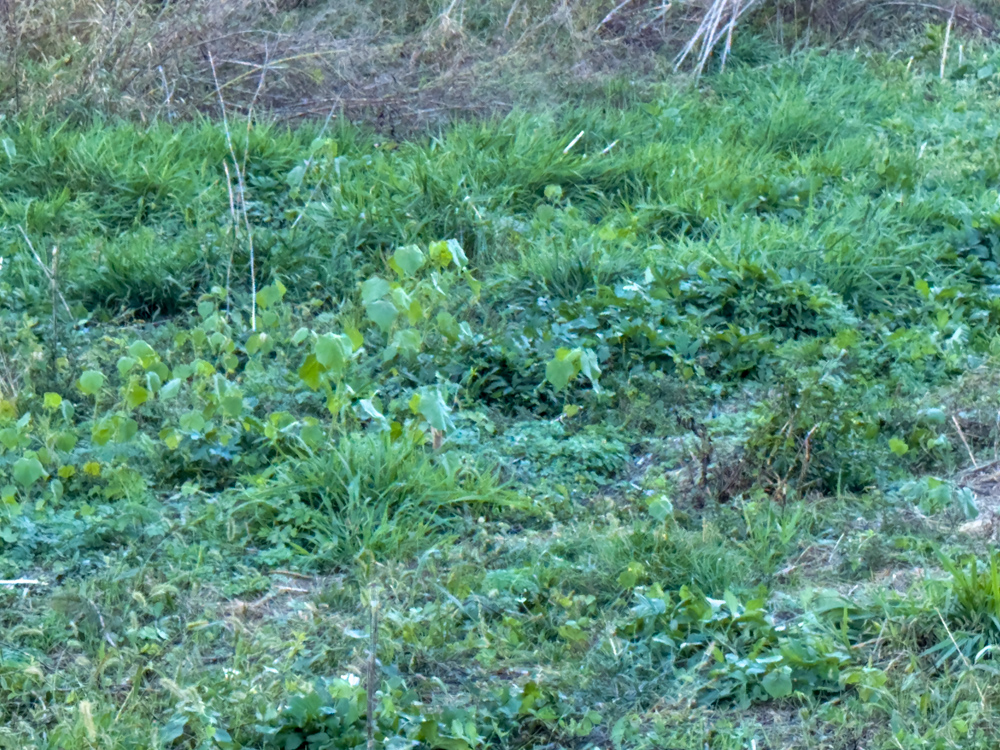Hunting Paradise with Income
