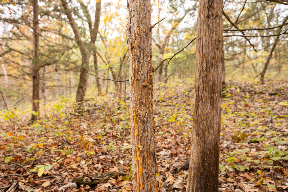 A Hunters Paradise in Saint Clair County
