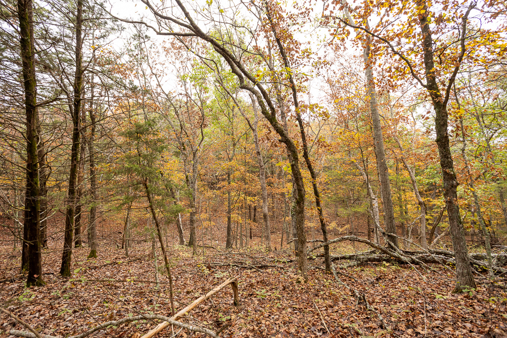 A Hunters Paradise in Saint Clair County