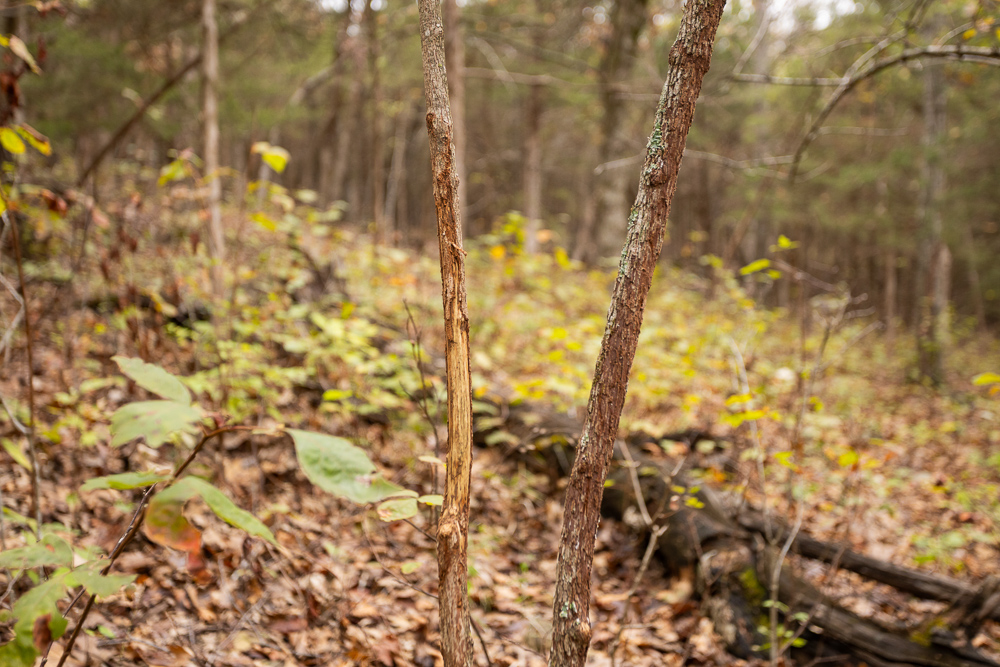 A Hunters Paradise in Saint Clair County