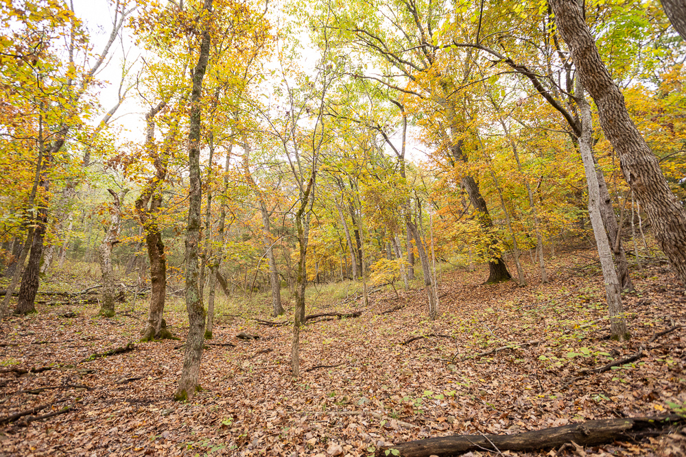 A Hunters Paradise in Saint Clair County