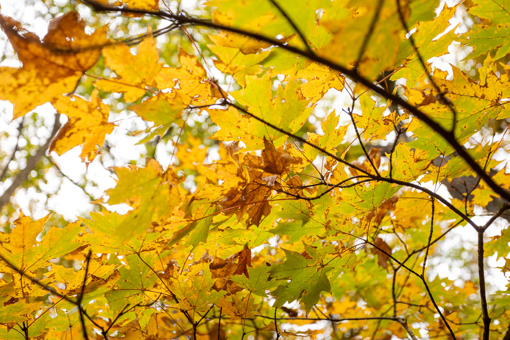 A Hunters Paradise in Saint Clair County