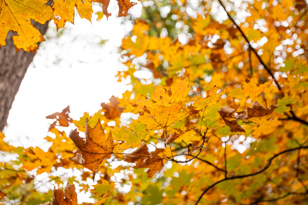 A Hunters Paradise in Saint Clair County