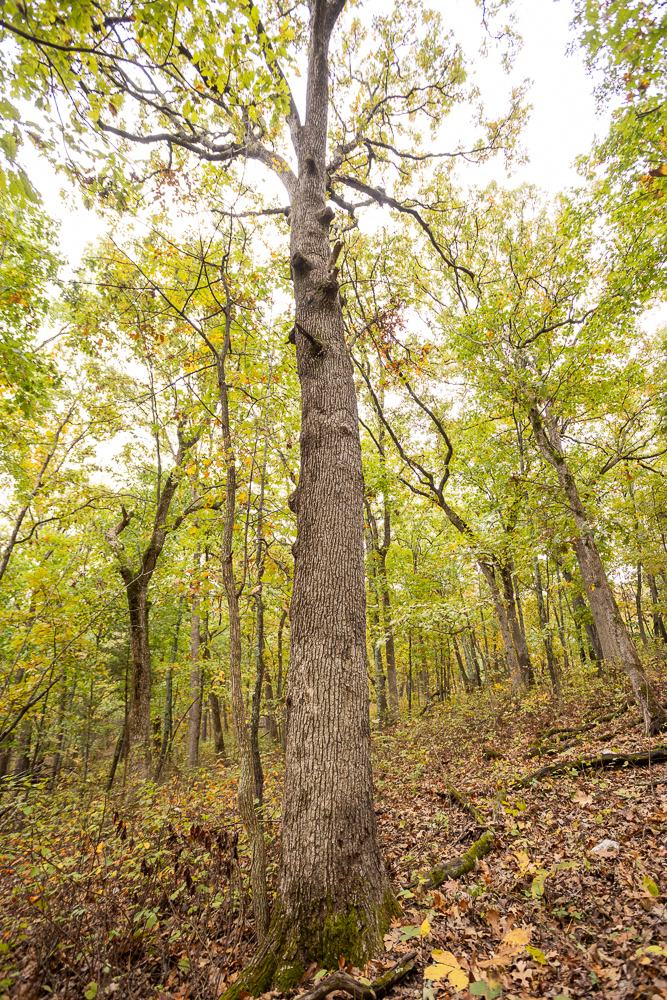 A Hunters Paradise in Saint Clair County