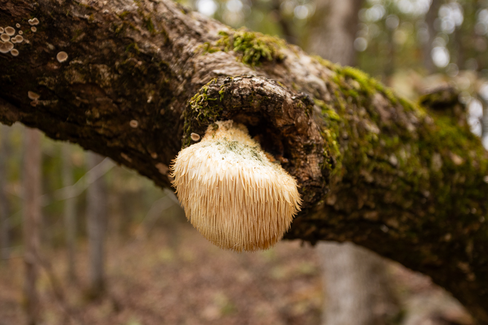 A Hunters Paradise in Saint Clair County