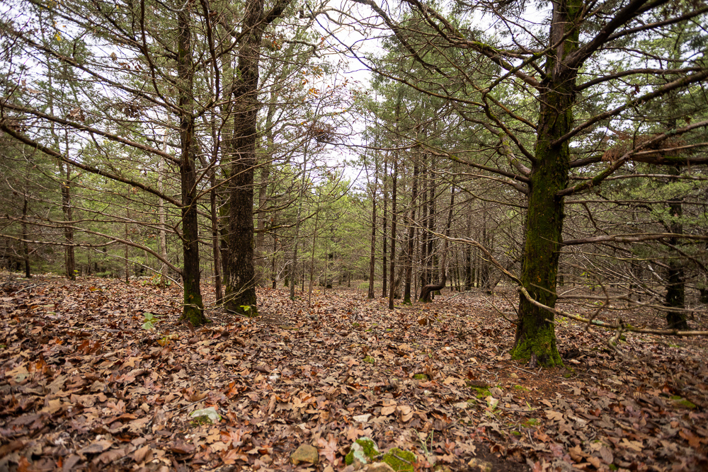 A Hunters Paradise in Saint Clair County