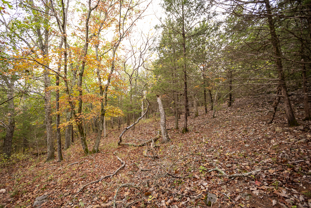A Hunters Paradise in Saint Clair County