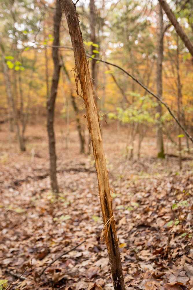 A Hunters Paradise in Saint Clair County