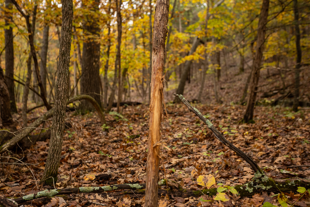 A Hunters Paradise in Saint Clair County