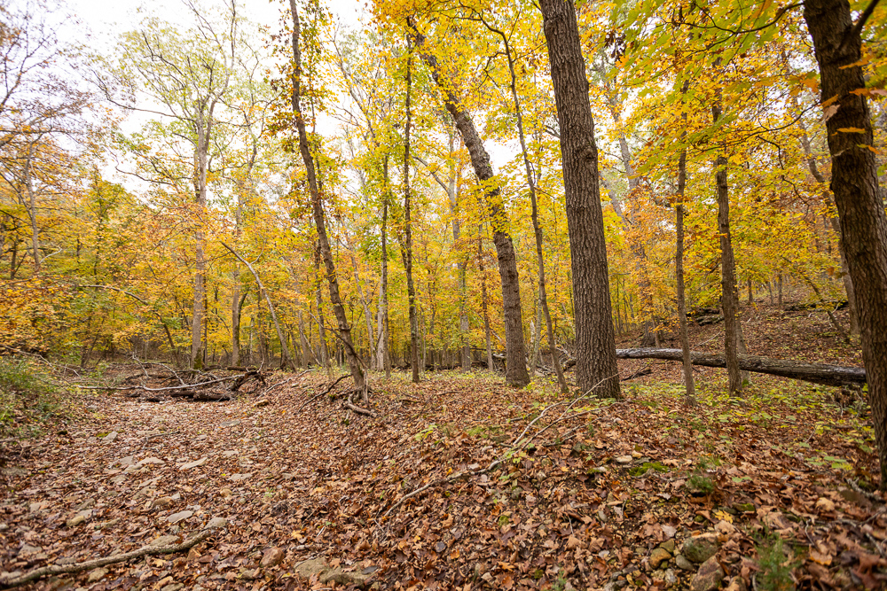 A Hunters Paradise in Saint Clair County