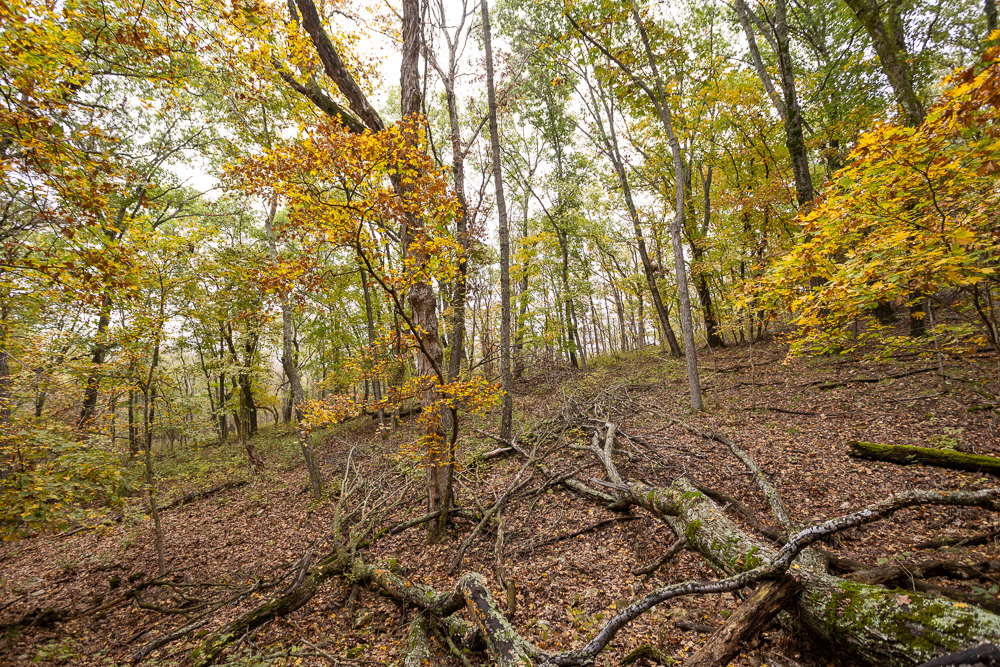A Hunters Paradise in Saint Clair County