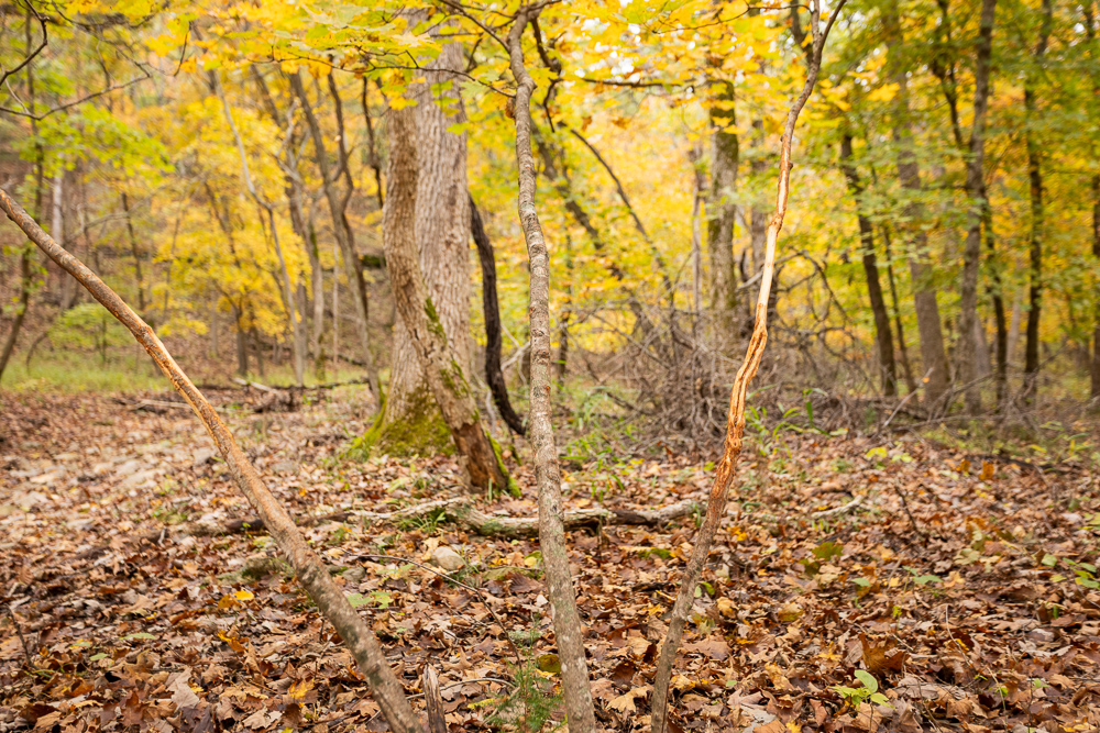 A Hunters Paradise in Saint Clair County