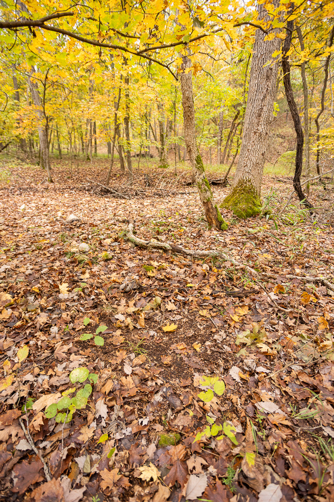 A Hunters Paradise in Saint Clair County