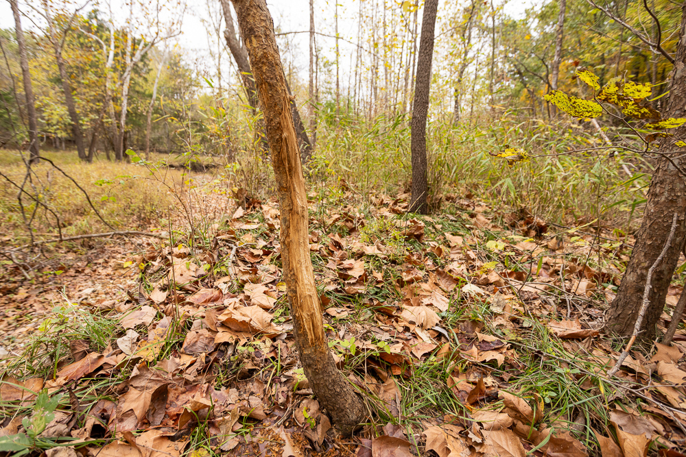 A Hunters Paradise in Saint Clair County