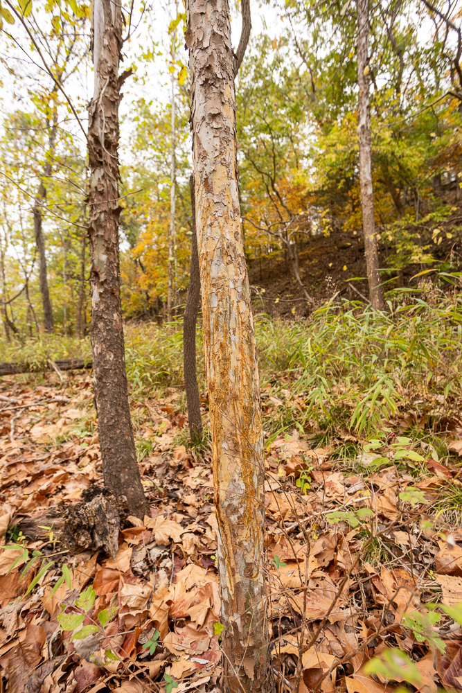 A Hunters Paradise in Saint Clair County