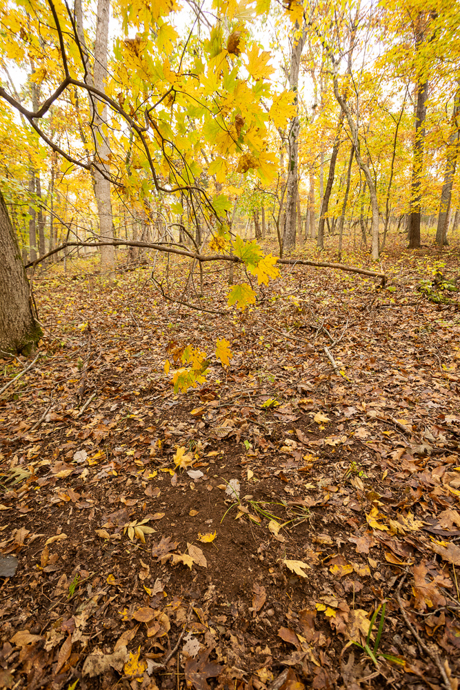 A Hunters Paradise in Saint Clair County