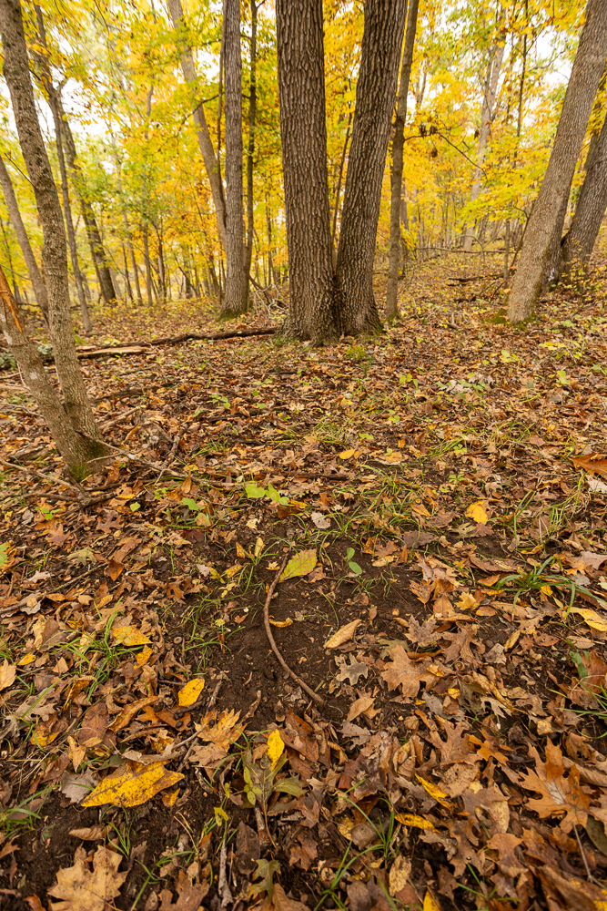 A Hunters Paradise in Saint Clair County