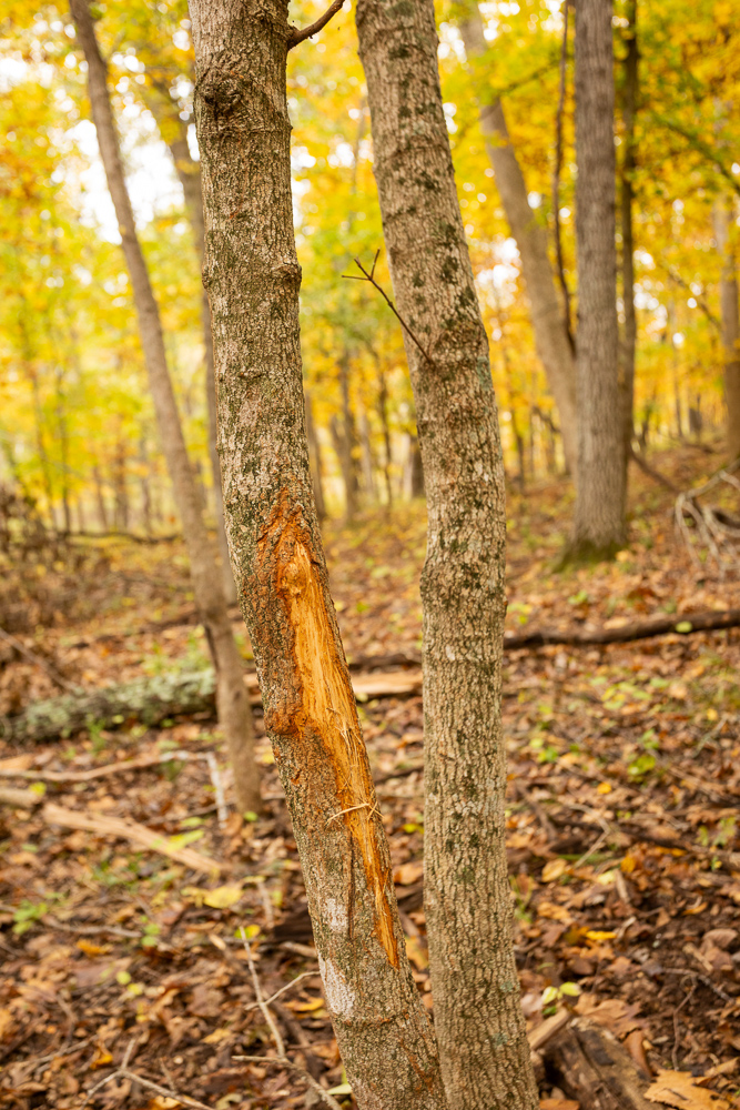 A Hunters Paradise in Saint Clair County