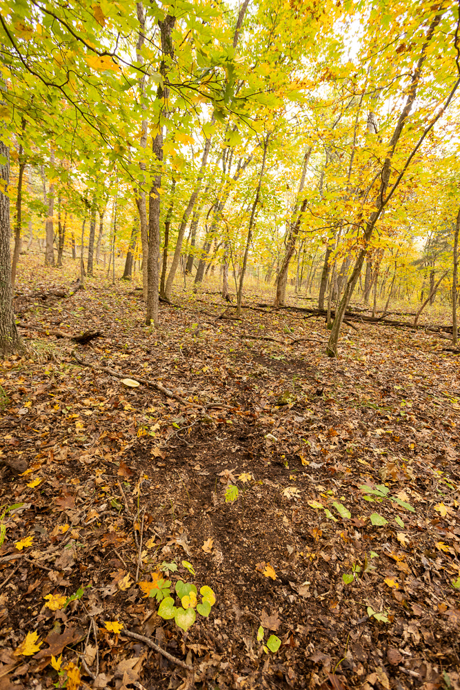 A Hunters Paradise in Saint Clair County