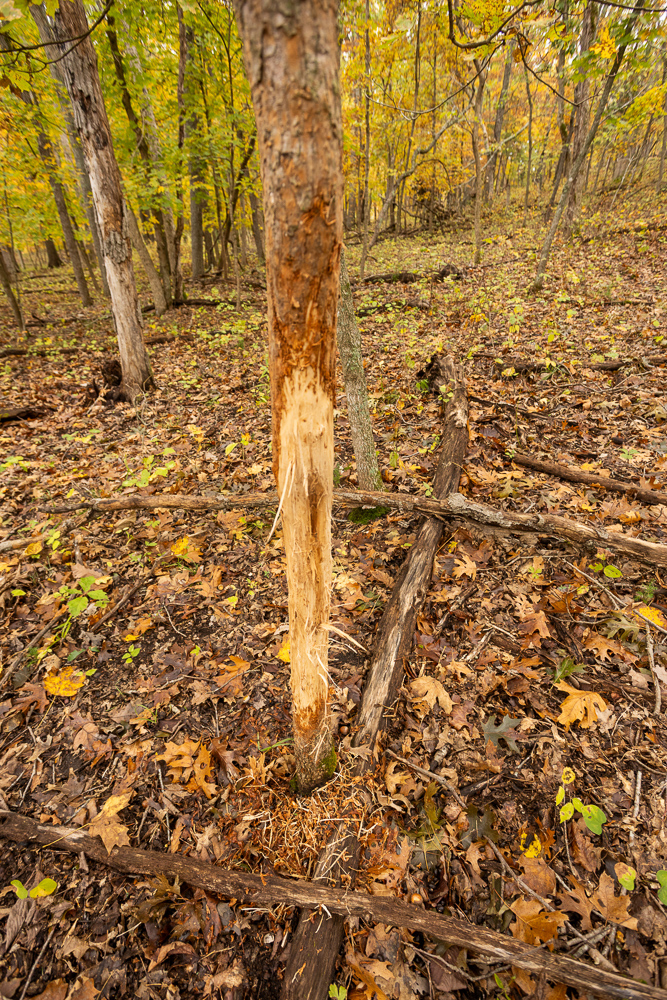 A Hunters Paradise in Saint Clair County